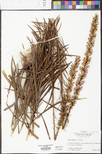 Liatris spicata image