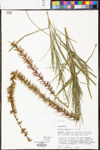 Liatris spicata image