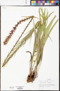 Liatris spicata image