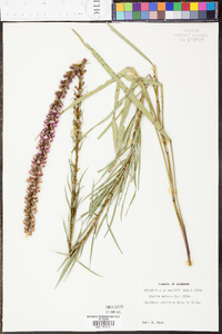 Liatris spicata image