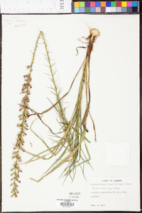 Liatris spicata image