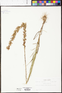 Liatris spicata image