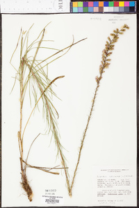 Liatris spicata image