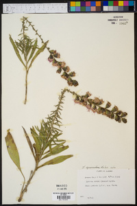 Liatris squarrulosa image