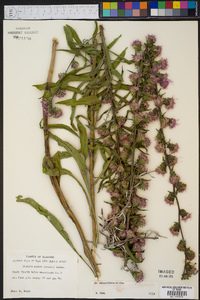 Liatris squarrulosa image