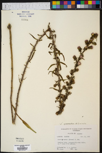 Liatris squarrosa image