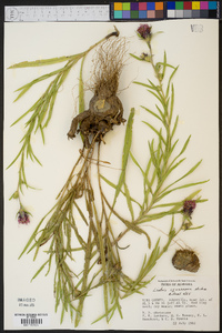 Liatris squarrosa image