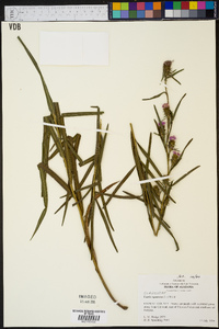 Liatris squarrosa image