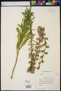 Liatris squarrulosa image