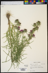 Liatris squarrosa image