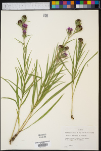 Liatris squarrosa image