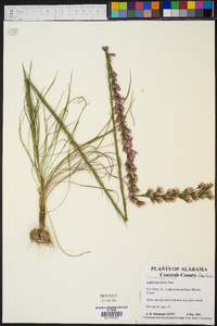 Liatris tenuifolia image