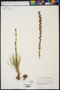 Liatris tenuifolia image