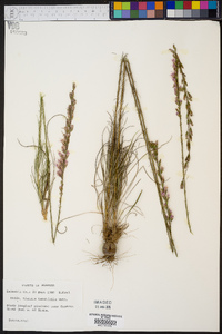 Liatris tenuifolia image