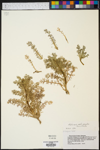 Matricaria discoidea image