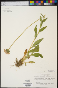 Marshallia grandiflora image