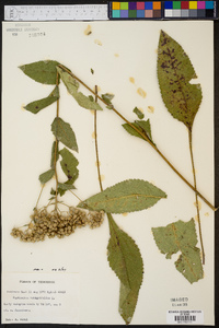 Parthenium integrifolium image