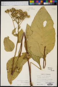 Parthenium integrifolium image