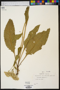 Parthenium integrifolium image