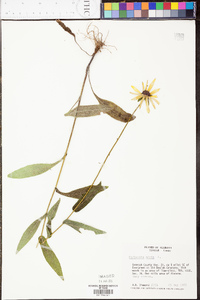 Rudbeckia hirta var. pulcherrima image