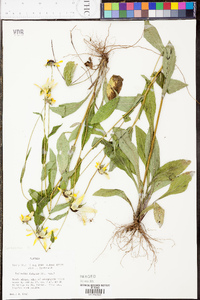 Rudbeckia hirta var. pulcherrima image