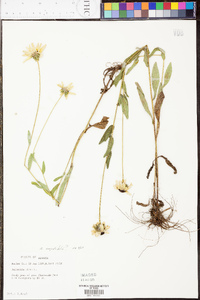 Rudbeckia hirta var. angustifolia image