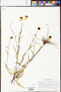 Rudbeckia triloba image