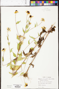 Rudbeckia triloba image