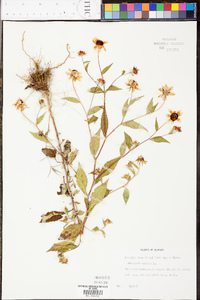 Rudbeckia triloba image