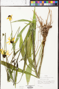 Rudbeckia nitida image