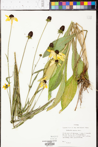 Rudbeckia nitida image