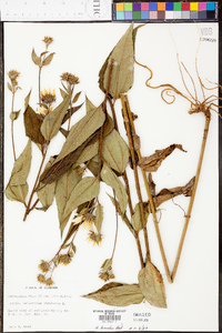 Helianthus hirsutus image