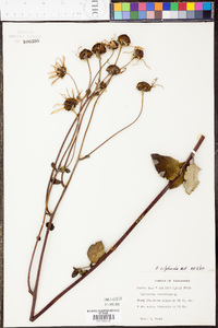 Helianthus silphioides image