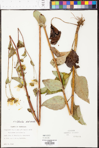 Helianthus silphioides image