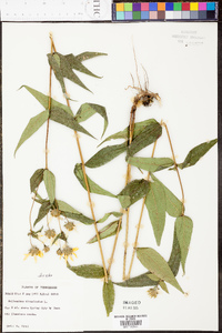 Helianthus divaricatus image