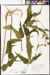 Helianthus divaricatus image