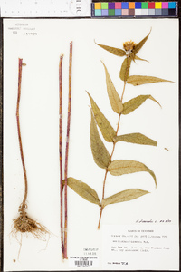 Helianthus divaricatus image