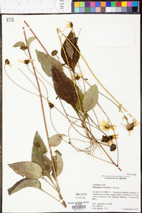 Helianthus atrorubens image