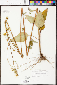 Helianthus atrorubens image