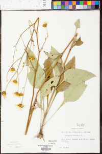 Helianthus atrorubens image