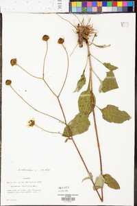 Helianthus atrorubens image