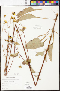 Helianthus atrorubens image