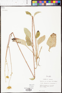 Helianthus atrorubens image