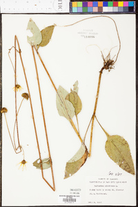 Helianthus atrorubens image