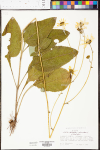 Helianthus atrorubens image