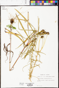 Helianthus angustifolius image