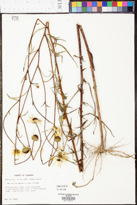 Helianthus angustifolius image