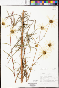 Helianthus angustifolius image