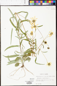 Helianthus angustifolius image