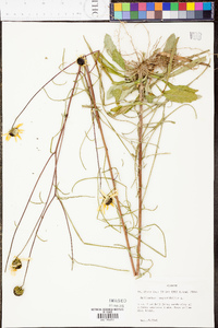 Helianthus angustifolius image